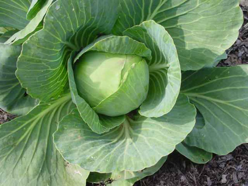Top 10 Highest Cabbage Producing Countries