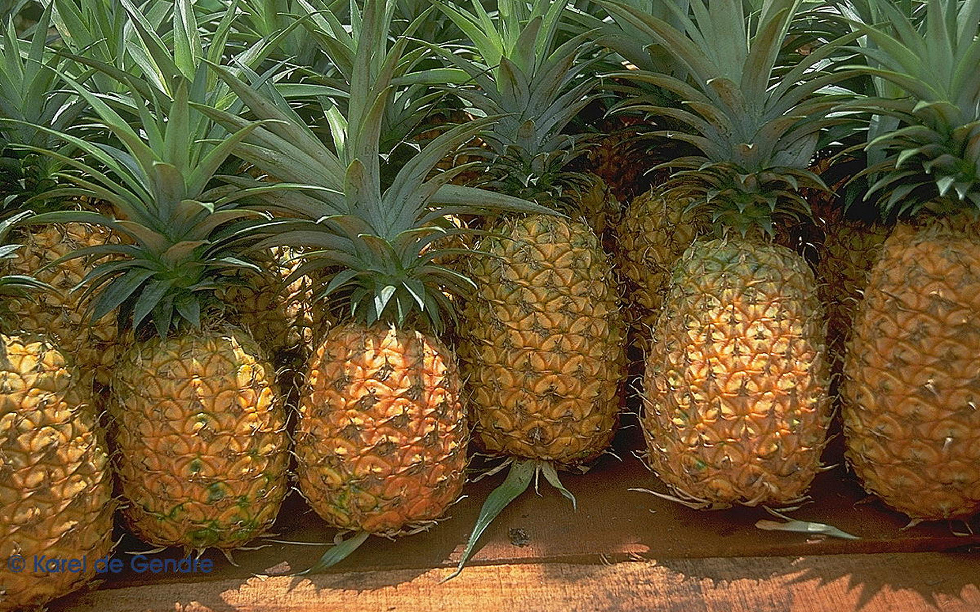 Top 10 Highest Pineapple Producing Countries