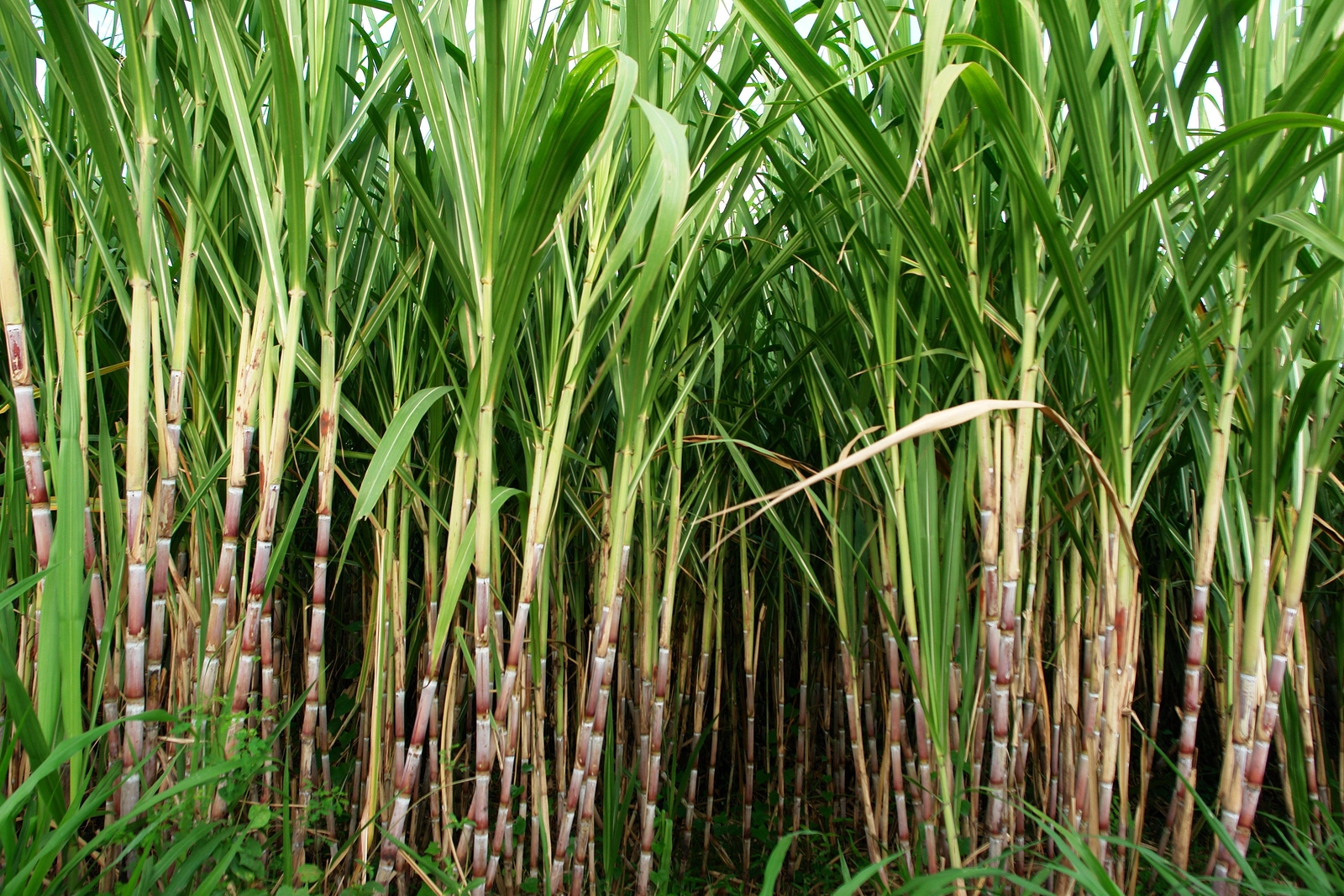 Top 10 Highest Sugarcane Producing Countries