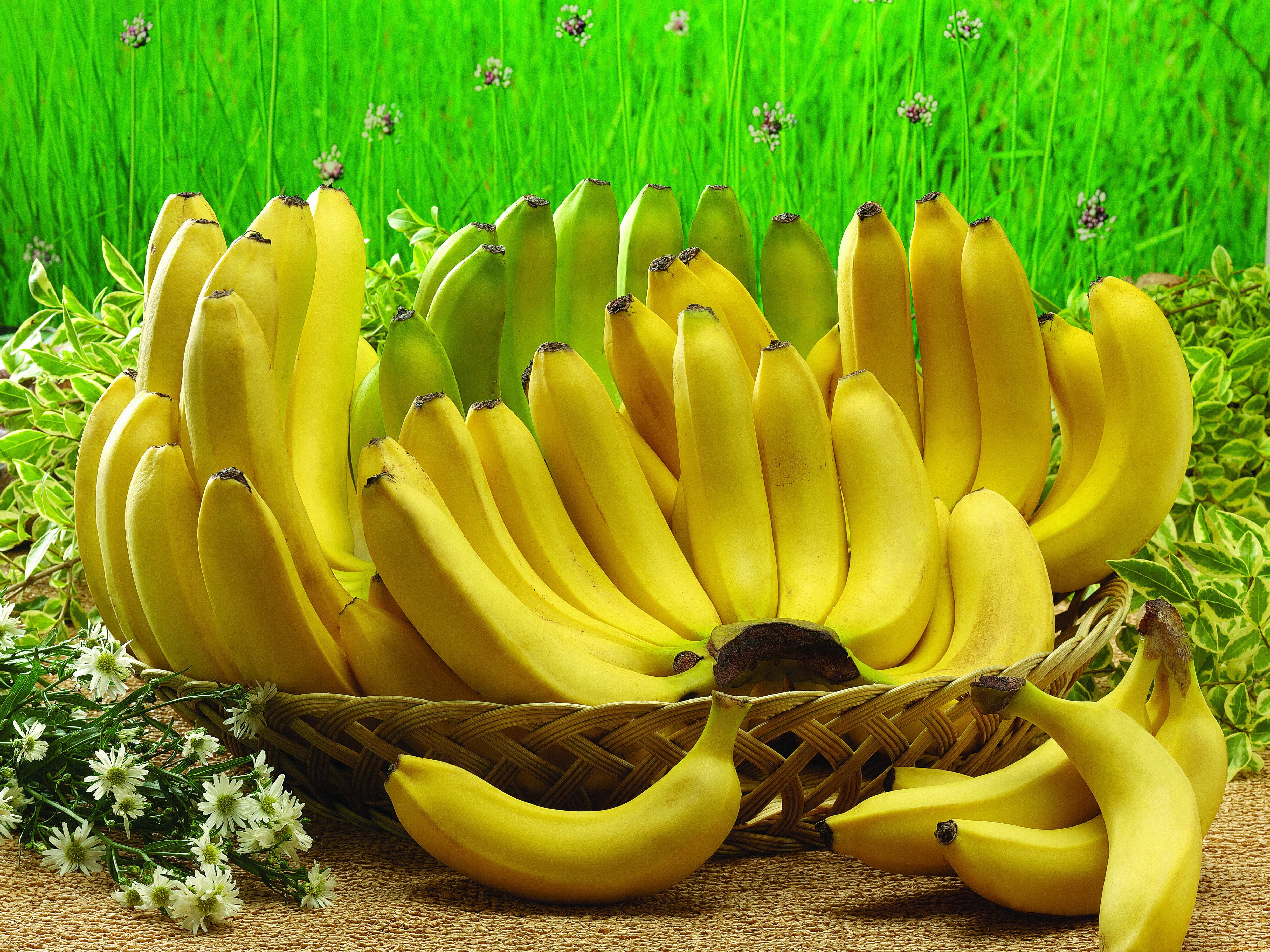 Top 10 Highest Banana Producing Countries