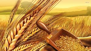 Top 10 Highest Wheat Producing Countries