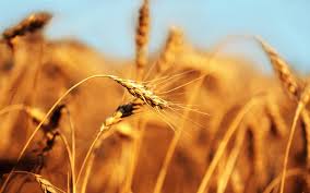 Top 10 Highest Barley Producing Countries