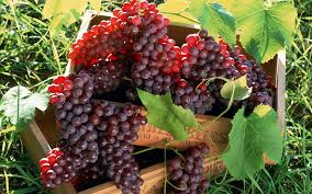 Top 10 Highest Grapes Producing Countries